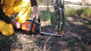 How Our Tree Care Process Works  in  Cherry Valley, IL