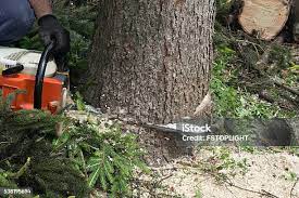 Lawn Pest Prevention in Cherry Valley, IL