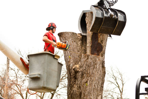 Professional Tree Care in Cherry Valley, IL
